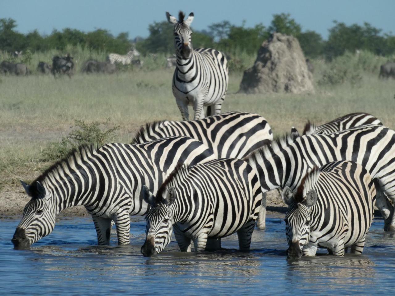 Island Safari Lodge Maun Exterior foto